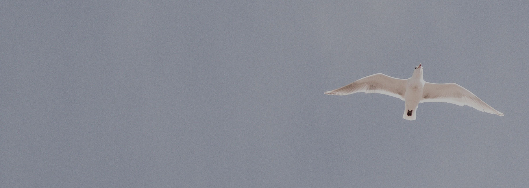 A white bird soaring in a blue sky